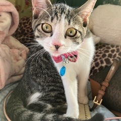 保護猫