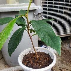無農薬ビワの苗
