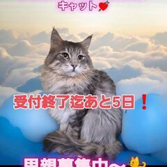 10/6(日)譲渡会。5歳ノルウェージャンフォレストキャット♂(...