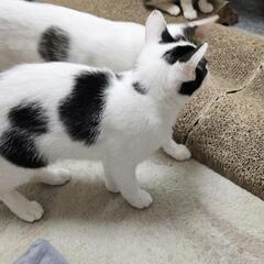 保護猫