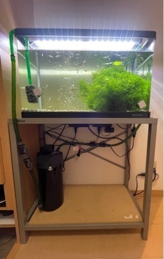 野良グッピー、水槽セット