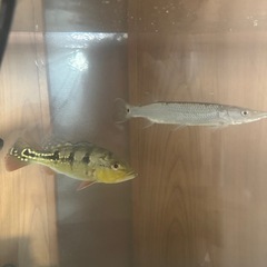 ブラントノーズガー