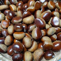 茨城産　生栗　無農薬　10月１日　朝収穫　正味約1.7kg、サイ...