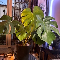 モンステラ デリシオーサ 抜き芽