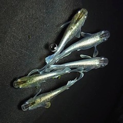 エメキンメダカ　ペア　の画像