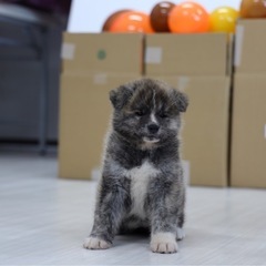 虎毛の秋田犬産まれてます。 - 平川市