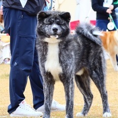 虎毛の秋田犬産まれてます。 − 青森県