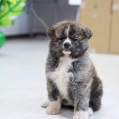 虎毛の秋田犬産まれてます。