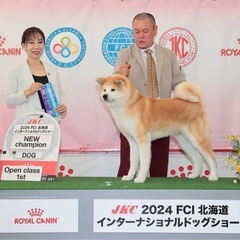 虎毛の秋田犬産まれてます。 - ペット