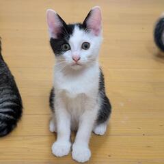 保護猫です