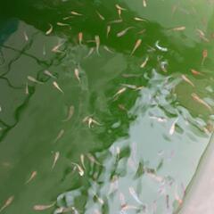 メダカ　ミックスメダカ　30匹1000円の画像