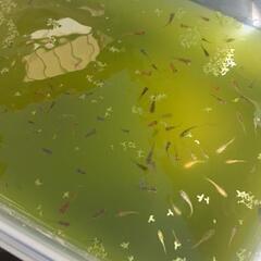 メダカ　ミックスメダカ　30匹1000円の画像