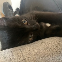 愛くるしい黒猫