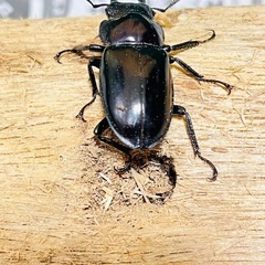 フォルスターフタマタクワガタ　ニシ亜種　♀単品の画像