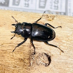 フォルスターフタマタクワガタ　ニシ亜種　♀単品
