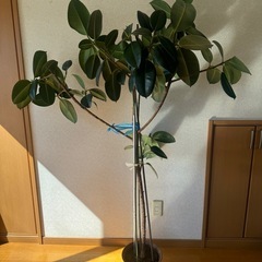 今日明日限定　早急　インドゴムノキ　植木