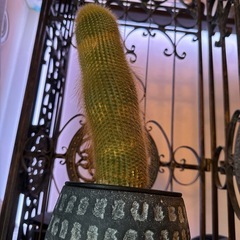 金晃丸 鉢付き 40cm 大株の画像