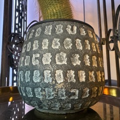 金晃丸 鉢付き 40cm 大株の画像