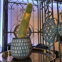 金晃丸 鉢付き 40cm 大株の画像