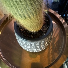 金晃丸 鉢付き 40cm 大株の画像