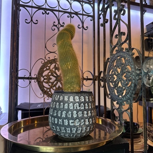 金晃丸 鉢付き 40cm 大株