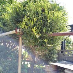 つげの木　オンコの木　松の木の画像