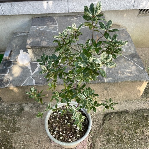 ウバメガシ斑入り