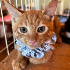 ⚽️🐈‍⬛茶トラの仔猫🐈‍⬛⚽️譲渡
