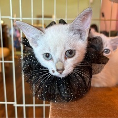 🌸🐈シャム系仔猫さん🐈🌸譲渡