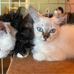 ⚽️🐈‍⬛シャム系おとこのこ🐈‍⬛⚽️譲渡