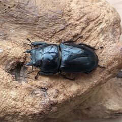 本土ヒラタ　ヒラタクワガタ　1ペア　【新成虫】 の画像
