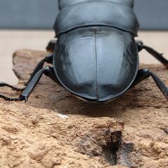 本土ヒラタ　ヒラタクワガタ　1ペア　【新成虫】 の画像