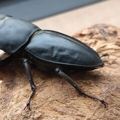 本土ヒラタ　ヒラタクワガタ　1ペア　【新成虫】 の画像