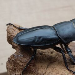 本土ヒラタ　ヒラタクワガタ　1ペア　【新成虫】 の画像