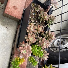 多肉植物
の画像