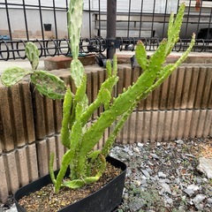 多肉植物
