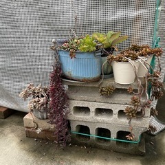 多肉植物
の画像
