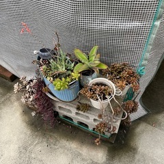 多肉植物
の画像