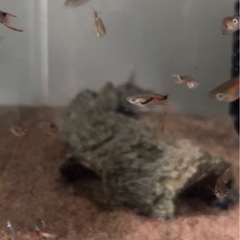 大人気！残りわずか【エンペラーテトラ】の画像