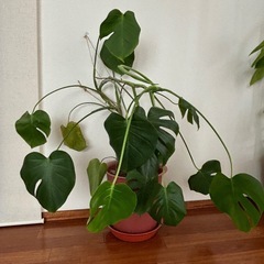 お話中　
モンテスラ