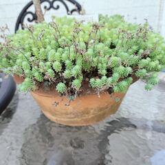 【決まりました】鉢ごとの画像