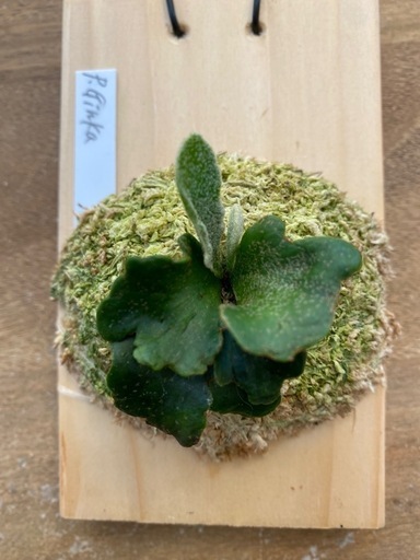 ビカクシダ hiroa2go | ☆ P. willinckii 'Cotton Cloud' 成長
