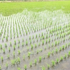 お待たせしました‼️令和6ねん収穫　新米‼️ きぬむすめ玄米30キロの画像