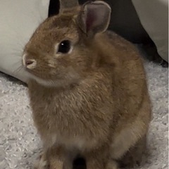 うさぎ　ネザーランド×ロップイヤー