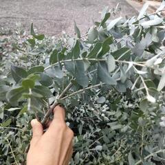 早い方優先♥ ユーカリ  の画像