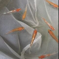 【アマテラス】紅白系メダカ【赤勝ち白勝ち】出品個体動画有