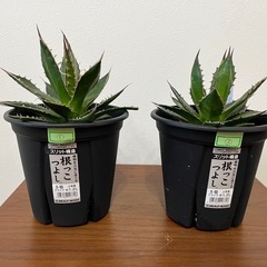  【決まりました】Agave.horrida