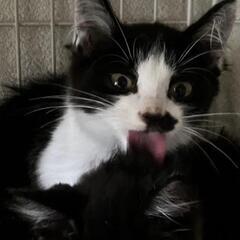 【ご依頼】里親募集③
