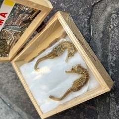 竜の落とし子の画像