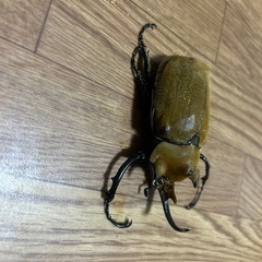カブトムシ